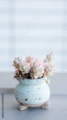 Succulent (Echeveria, crassula, aeonium, cotyledon, lithops, kalanchoe, caudex, etc) © Rachel Yee Laam Lai
