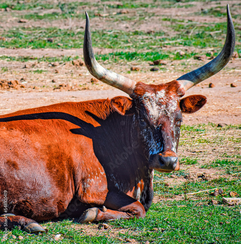 Longhorn Cattle on the ranch