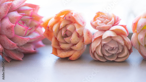 Succulent (Echeveria, crassula, aeonium, cotyledon, lithops, kalanchoe, caudex, etc)