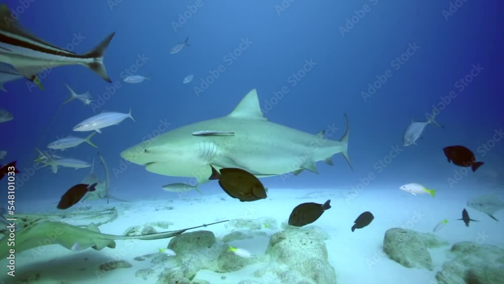 Bull shark scuba diving playa del carmen 4k underwater Stock Video ...