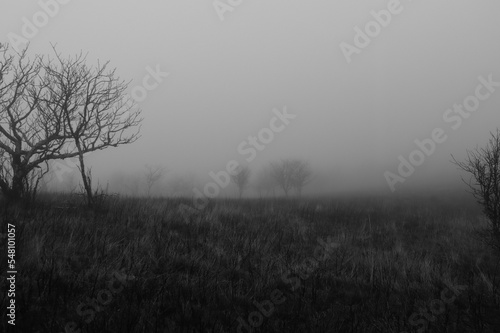 Spooky forest hidden in the fog