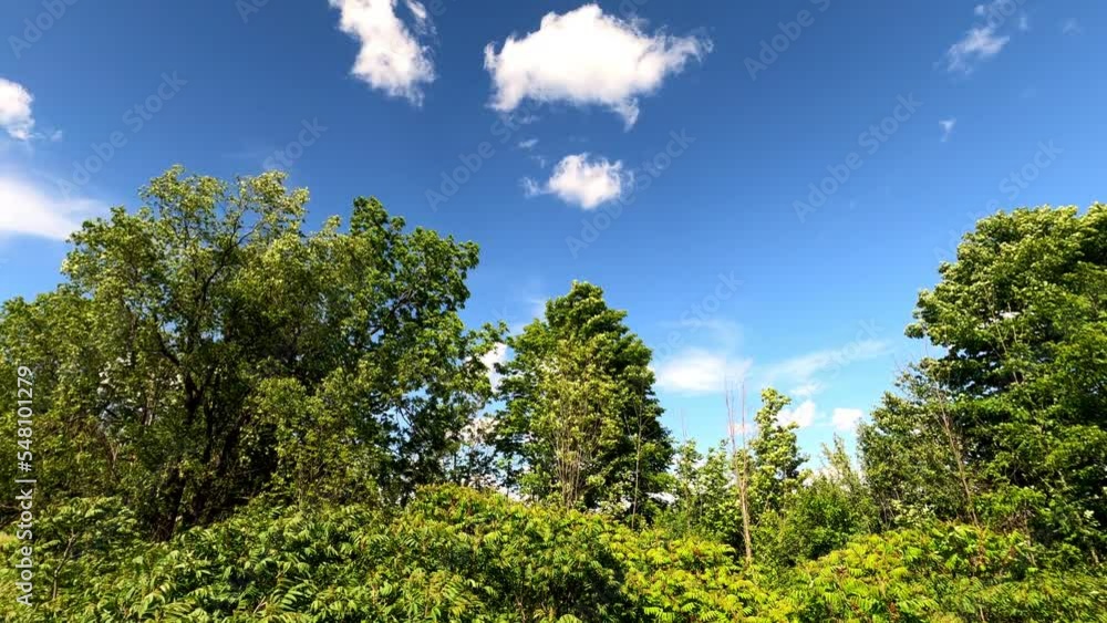 Trees swaying in breeze under blue sky with fluffy cloud passing by in summer; in Ontario, Canada. Trees swaying in breeze under blue sky with fluffy cloud passing by in summer; in Ontario, Canada.