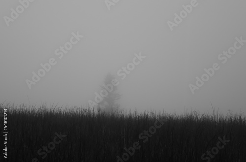 silhouette of a tree in a field