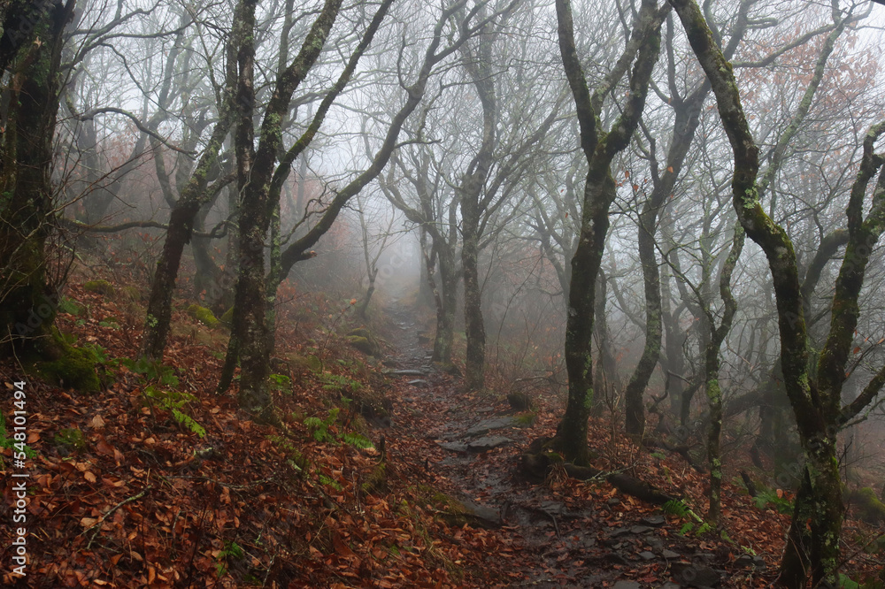 Obraz premium fog in the forest