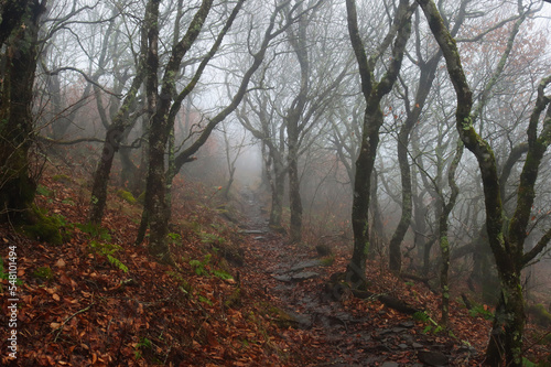 fog in the forest