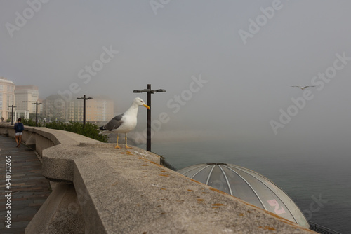 A seagull sits on a parapet in the city, on a promenade overlooking the ocean in the fog.