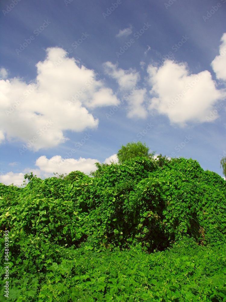 Obraz premium 初秋の江戸川河川敷のアレチウリと青空