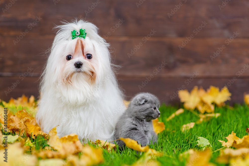 A puppy of a white Maltese lapdog sits next to a gray Scottish kitten on the green grass covered with yellow maple leaves A puppy of a white Maltese lapdog sits next to a gray Scottish kitten on the green grass covered with yellow maple leaves