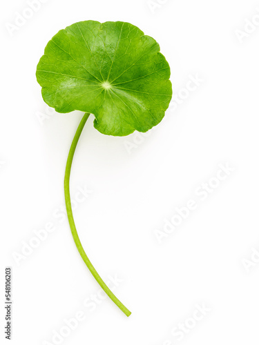 Close up centella asiatica leaves with rain drop isolated on white background top view.