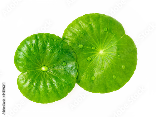 Close up centella asiatica leaves with rain drop in petri dish isolated on white background top view.