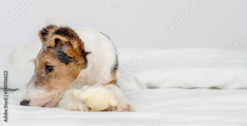 Fox terrier puppy lying under a blanket on a bed with a teddy bear