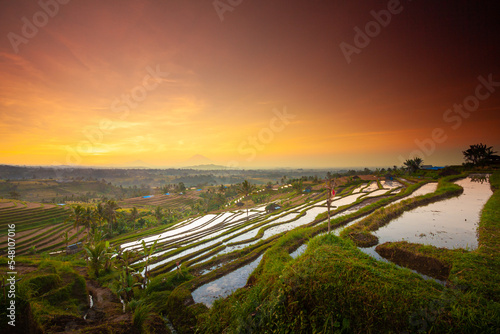  Jatiluwih Indonesia. Landscape image of rice fields on bali with rice plants in the foreground.
