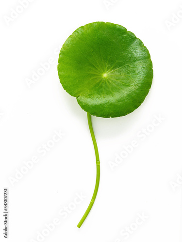 Close up centella asiatica leaves with rain drop isolated on white background top view.