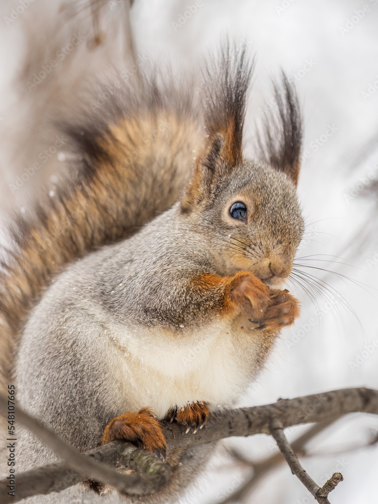 Fototapeta premium The squirrel with nut sits on tree in the winter or late autumn