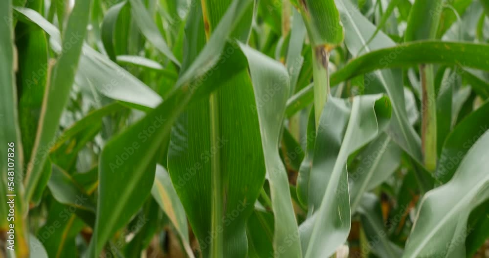 Close up of leaves of tall green mature corn stalks swaying in breeze in sun light Close up of leaves of tall green mature corn stalks swaying in breeze in sun light