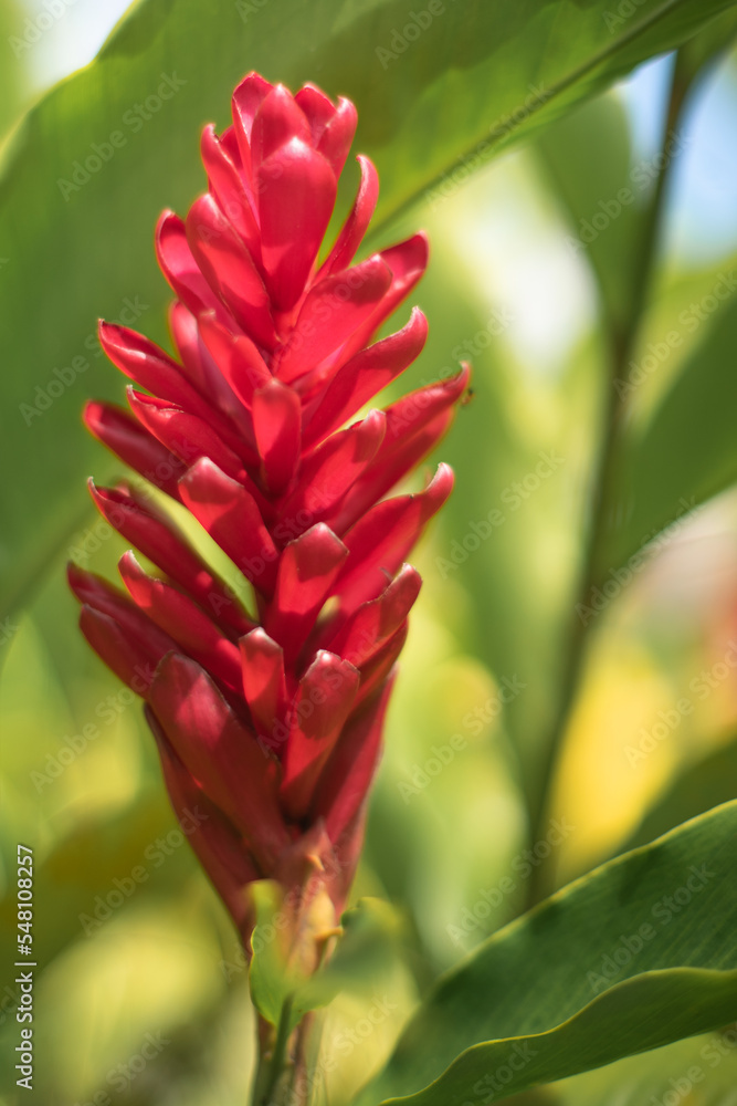 heliconia flor tropical