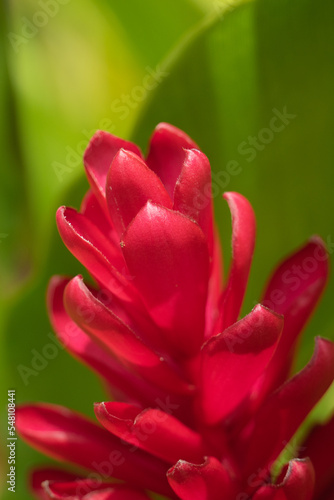 heliconia flor tropical