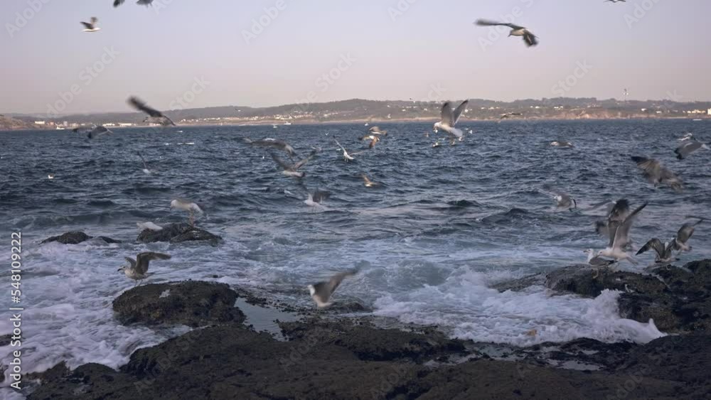 Seagulls fly over the ocean A seagull eats bread Seagulls fly over the ocean A seagull eats bread
