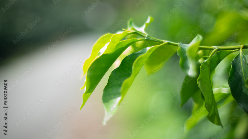 Hoja de planta de café Hoja de planta de café