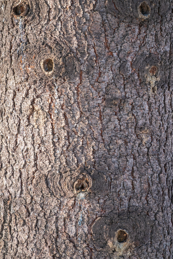 Bark texture and background of a old fir tree trunk. Detailed bark texture. Natural background Bark texture and background of a old fir tree trunk. Detailed bark texture. Natural background