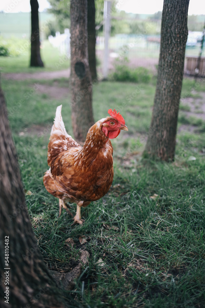Fototapeta premium chicken