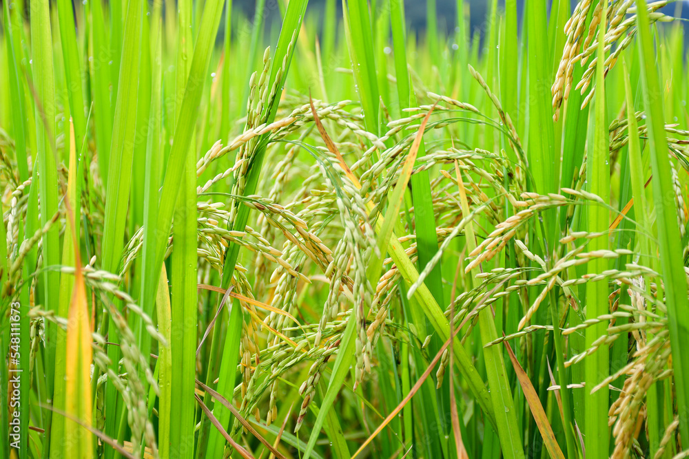 Obraz premium Rice field. Beautiful golden rice field and ear of rice.