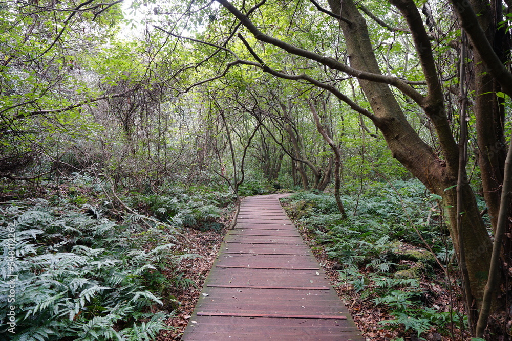 Obraz premium boardwalk through thick wild forest 