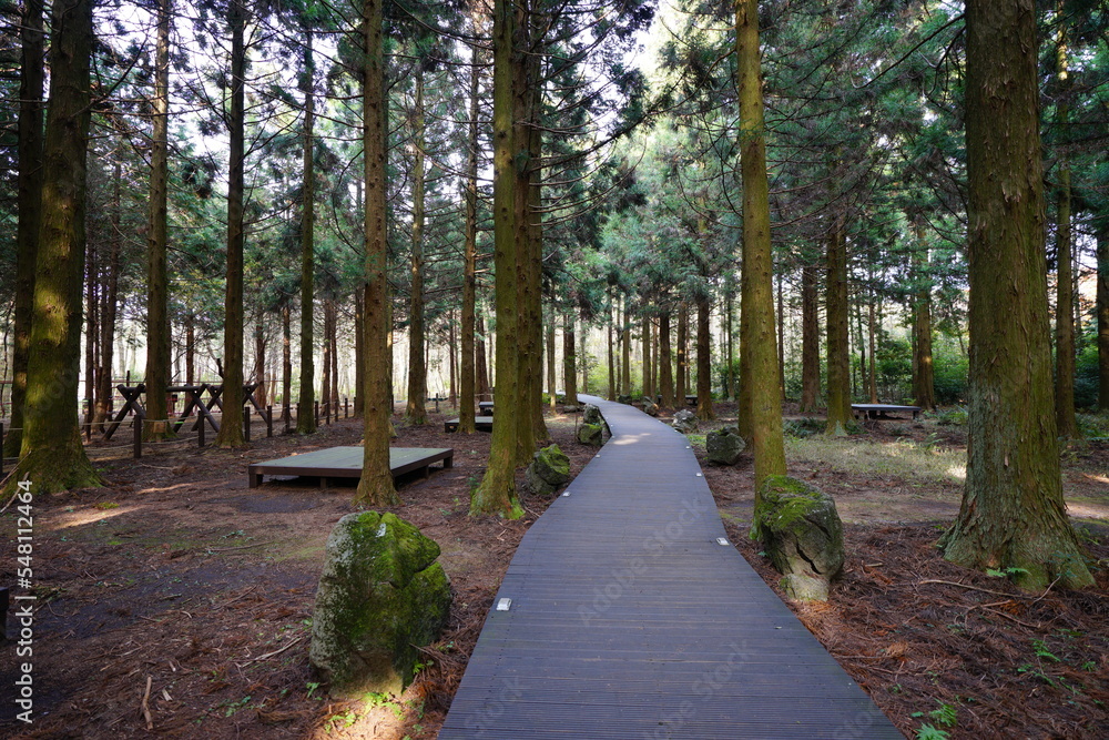 Fototapeta premium refreshing autumn path in the gleaming sunlight
