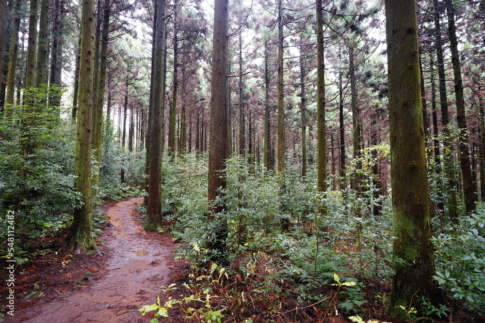 Fototapeta premium mossy cedar woods and path