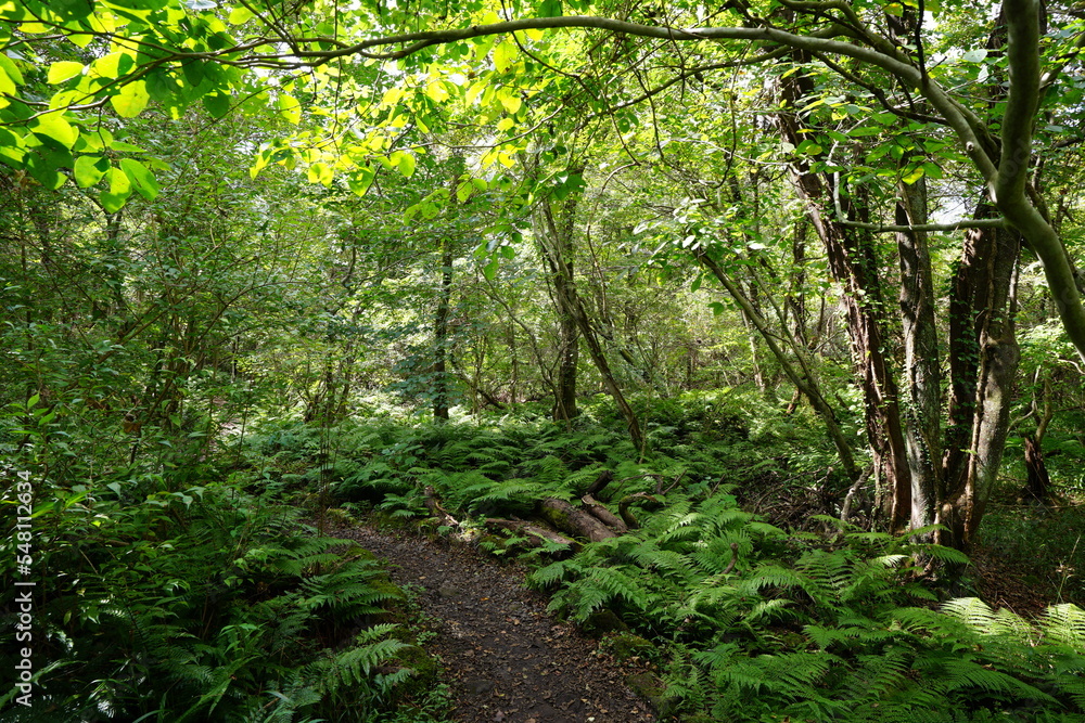 Fototapeta premium autumn path in the gleaming sunlight
