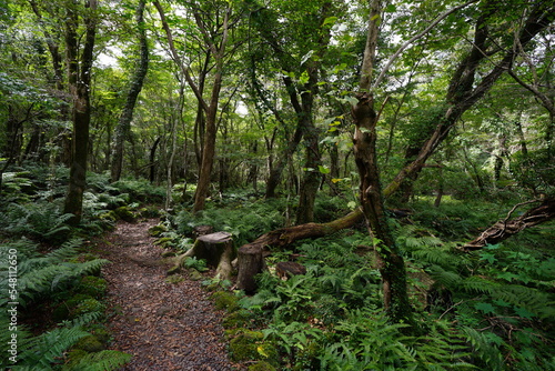 fine path through fern and old trees 