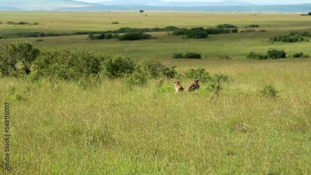 Establishing shot of two cheetahs lying in the grass on the green plains of Africa. Establishing shot of two cheetahs lying in the grass on the green plains of Africa.