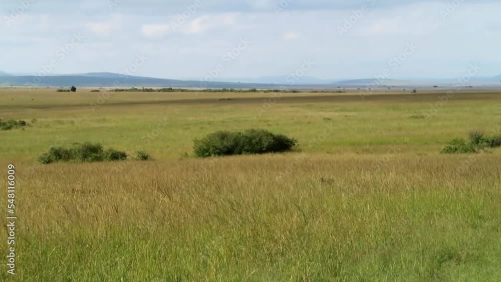 Three cheetahs lurking in the green tall grass on the plains endless of Africa Three cheetahs lurking in the green tall grass on the plains endless of Africa