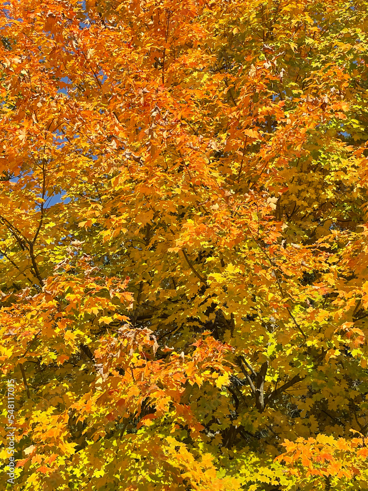 autumn in the forest autumn in the forest