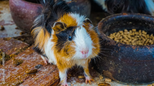 small brown and white guinea pig are looking for his herd