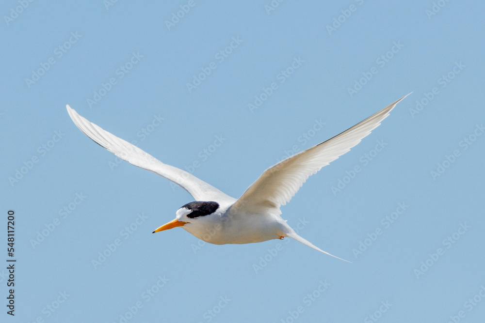 Australian Fairy Tern in Western Australia Australian Fairy Tern in Western Australia