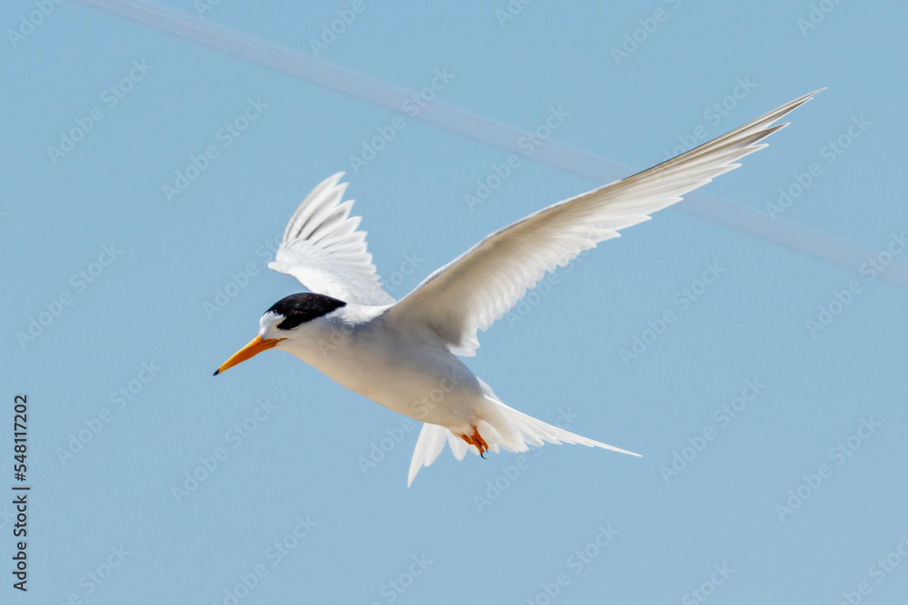 Australian Fairy Tern in Western Australia Australian Fairy Tern in Western Australia