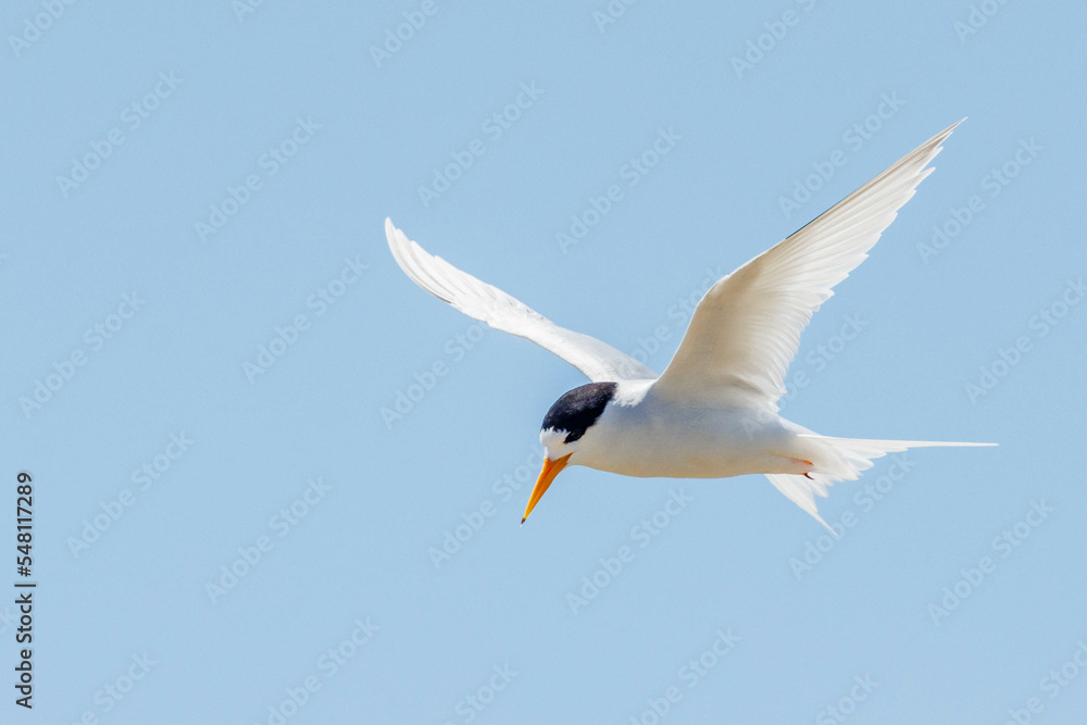 Australian Fairy Tern in Western Australia Australian Fairy Tern in Western Australia