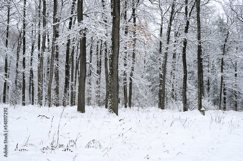 Snow forest. Winter beautiful landscape