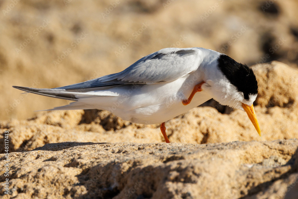 Australian Fairy Tern in Western Australia Australian Fairy Tern in Western Australia