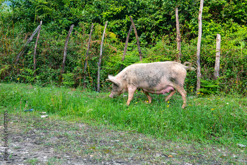 a large adult pig is looking for food in the grass
