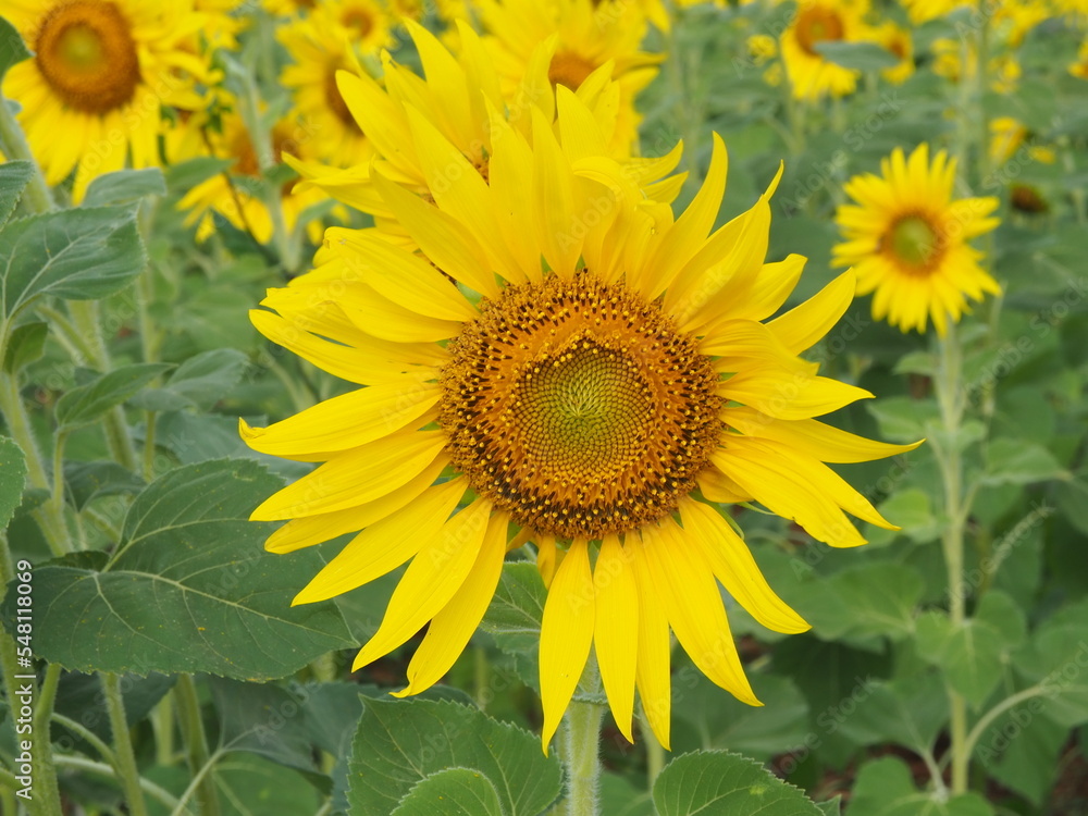 Beautiful and colorful blossom sunflower in the field. 