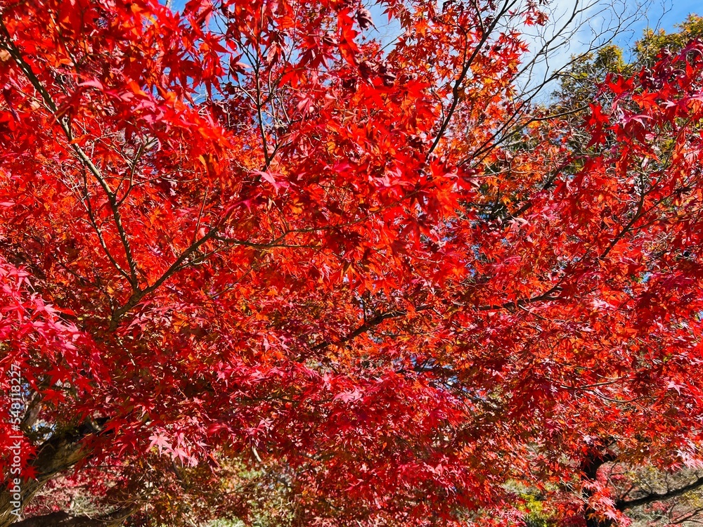 紅葉　秋晴れ