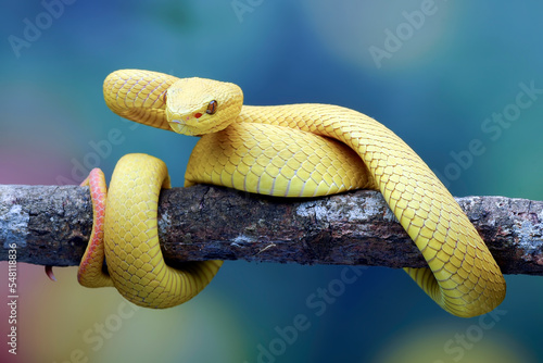 Photography White-lipped tree viper on blue background