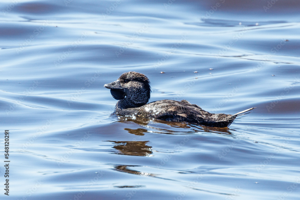 Fototapeta premium Musk Duck in Western Australia