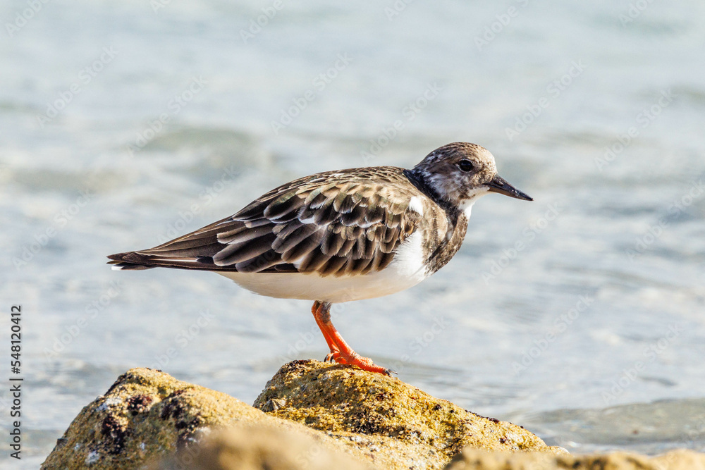 Ruddy Turnstone Wader in Australia Ruddy Turnstone Wader in Australia