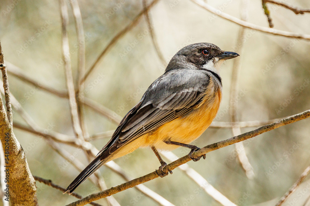 Male Rufous Whistler in Australia Male Rufous Whistler in Australia