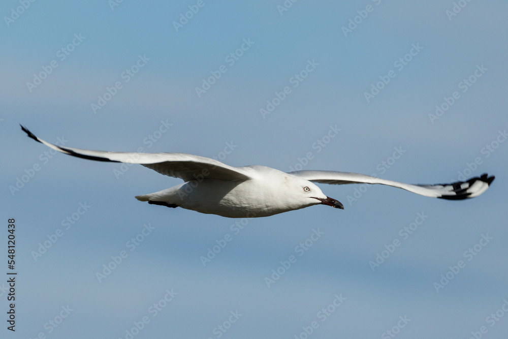 Fototapeta premium Woodman Point Sculpture in Western Australia