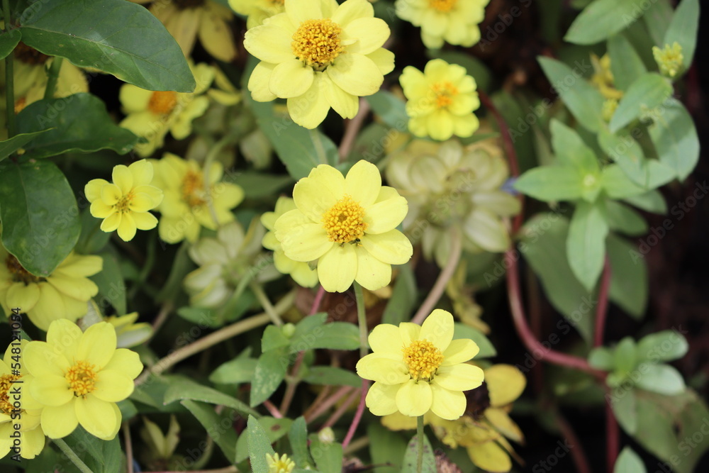 Zinnia angustifolia, the narrowleaf zinnia, is a herbaceous flowering