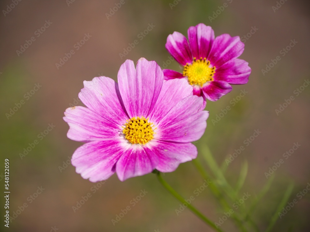 Obraz premium コスモス畑